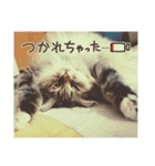 なんだかなニャンズ②（個別スタンプ：13）