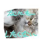 なんだかなニャンズ②（個別スタンプ：14）