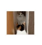 ねこのニコ(うごく)（個別スタンプ：11）