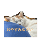 〜猫の日常〜（個別スタンプ：4）