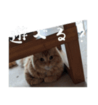 猫と色々動物スタンプ（個別スタンプ：23）