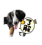 バーニーズマウンテンドッグごん太（個別スタンプ：1）