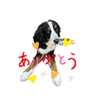 バーニーズマウンテンドッグごん太（個別スタンプ：2）