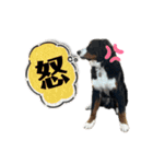 バーニーズマウンテンドッグごん太（個別スタンプ：3）