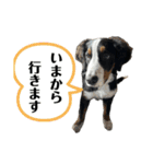 バーニーズマウンテンドッグごん太（個別スタンプ：5）
