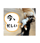 バーニーズマウンテンドッグごん太（個別スタンプ：6）