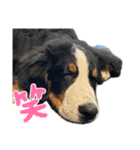 バーニーズマウンテンドッグごん太（個別スタンプ：8）