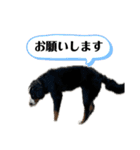 バーニーズマウンテンドッグごん太（個別スタンプ：11）
