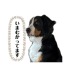 バーニーズマウンテンドッグごん太（個別スタンプ：13）