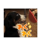 バーニーズマウンテンドッグごん太（個別スタンプ：14）