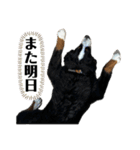バーニーズマウンテンドッグごん太（個別スタンプ：17）