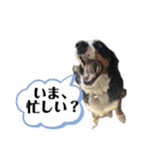 バーニーズマウンテンドッグごん太（個別スタンプ：19）