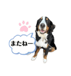 バーニーズマウンテンドッグごん太（個別スタンプ：21）