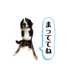 バーニーズマウンテンドッグごん太（個別スタンプ：22）
