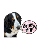 バーニーズマウンテンドッグごん太（個別スタンプ：26）