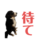 バーニーズマウンテンドッグごん太（個別スタンプ：33）