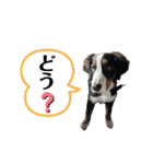 バーニーズマウンテンドッグごん太（個別スタンプ：34）