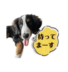 バーニーズマウンテンドッグごん太（個別スタンプ：35）