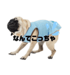 おではパグののりお（個別スタンプ：12）
