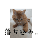 猫と花と大自然（個別スタンプ：20）