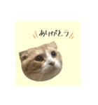 付箋ねこたち（個別スタンプ：1）