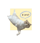 付箋ねこたち（個別スタンプ：2）