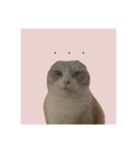 付箋ねこたち（個別スタンプ：3）