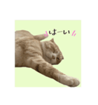 付箋ねこたち（個別スタンプ：4）