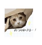 付箋ねこたち（個別スタンプ：5）