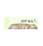 付箋ねこたち（個別スタンプ：6）