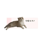 付箋ねこたち（個別スタンプ：7）