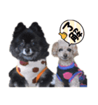ろくさくのスタンプ（個別スタンプ：13）
