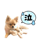 ちわぽめのロコ2（個別スタンプ：3）