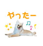 ちわぽめのロコ2（個別スタンプ：9）