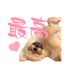 ちわぽめのロコ2（個別スタンプ：14）