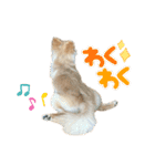 ちわぽめのロコ2（個別スタンプ：16）