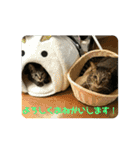 寺田家のねこたち（個別スタンプ：1）