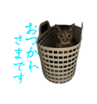 寺田家のねこたち（個別スタンプ：2）