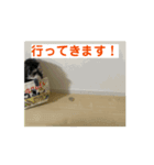 シエルくんの動くスタンプ（個別スタンプ：2）