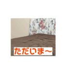 シエルくんの動くスタンプ（個別スタンプ：4）