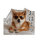 シブ犬【家族連絡】（個別スタンプ：9）