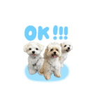 わんはむ日記（個別スタンプ：1）