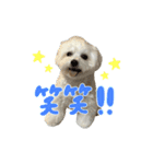 わんはむ日記（個別スタンプ：6）
