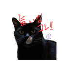 黒猫達とお姫様（個別スタンプ：6）