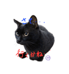 黒猫達とお姫様（個別スタンプ：8）