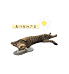 きじとらねこ小夏3（個別スタンプ：1）