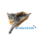 きじとらねこ小夏3（個別スタンプ：3）