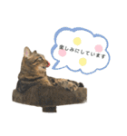 きじとらねこ小夏3（個別スタンプ：10）