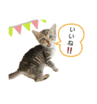 きじとらねこ小夏3（個別スタンプ：11）
