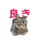 きじとらねこ小夏3（個別スタンプ：12）